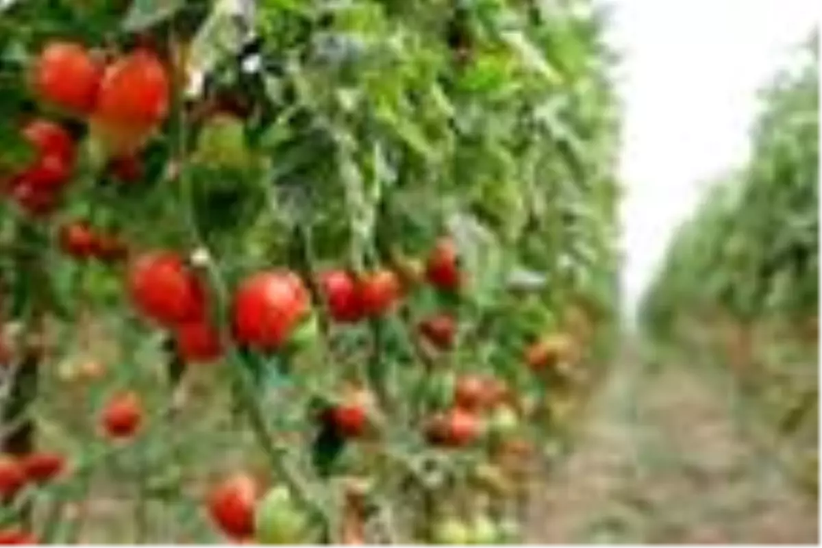 İhracatta sebze ve meyve rekoru