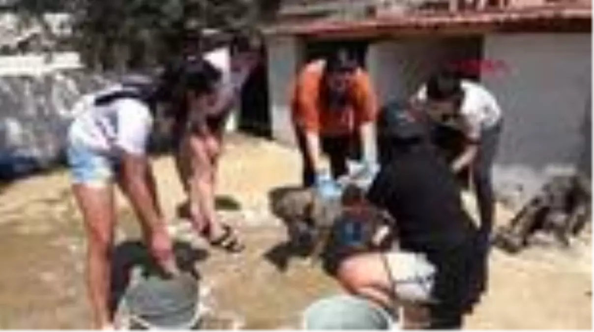 İZMİR Hayvan severler, barınaktaki köpekleri yıkadı
