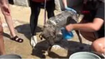 İZMİR Hayvan severler, barınaktaki köpekleri yıkadı