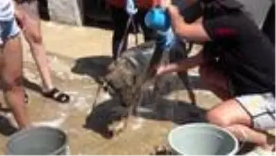 İZMİR Hayvan severler, barınaktaki köpekleri yıkadı