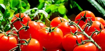 Rüyada domates toplamak nedir? Rüyada kırmızı ve yeşil domates görmek ne anlama gelir? Rüyada domates salçası ne demek?