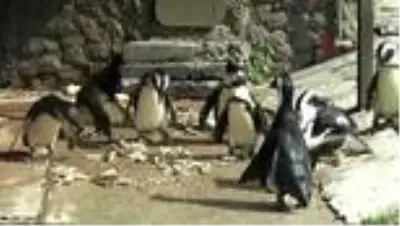 Sıcaktan bunalan hayvanlar buzlu besinlerle serinliyor Sıcaktan bunalan hayvanlar buzlu besinlerle serinliyor