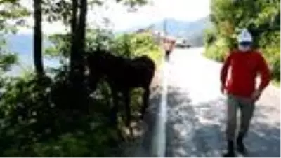 Yaralı ata belediye sahip çıktı Yaralı ata belediye sahip çıktı