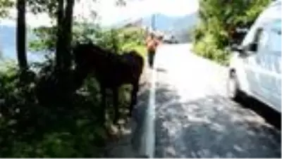 Yaralı ata belediye sahip çıktı Yaralı ata belediye sahip çıktı