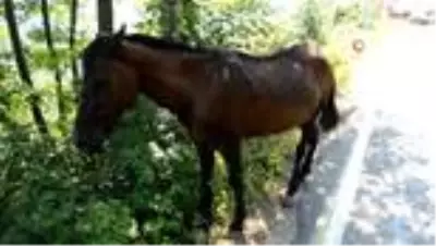 Yaralı ata belediye sahip çıktı Yaralı ata belediye sahip çıktı