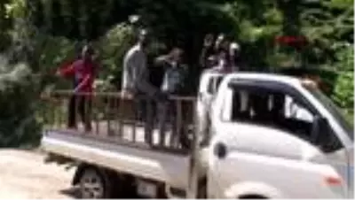 Afrikalı işçilerden 3'üncü çay sürgünü hazırlığı Afrikalı işçilerden 3'üncü çay sürgünü hazırlığı