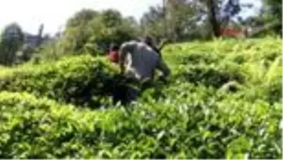 Afrikalı işçilerden 3'üncü çay sürgünü hazırlığı Afrikalı işçilerden 3'üncü çay sürgünü hazırlığı