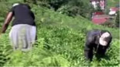 Afrikalı işçilerden 3'üncü çay sürgünü hazırlığı Afrikalı işçilerden 3'üncü çay sürgünü hazırlığı