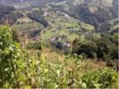 Bahçedeki eşini, domuz zannedip tabancayla öldürdü Bahçedeki eşini, domuz zannedip tabancayla öldürdü