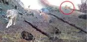 Aydıntepe: Fotokapana takılan kurt sürüsü, az kalsın çoban köpeğiyle burun buruna geliyordu Aydıntepe: Fotokapana takılan kurt sürüsü, az kalsın çoban köpeğiyle burun buruna geliyordu