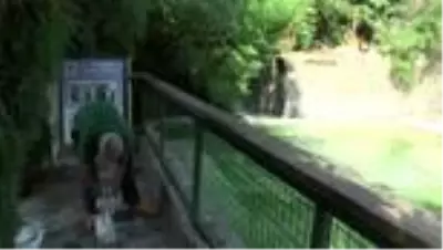 Sıcaktan bunalan hayvanlar buzlu besinlerle serinliyor Sıcaktan bunalan hayvanlar buzlu besinlerle serinliyor