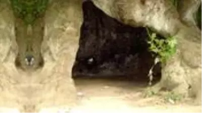 Uyuşturucu taciri firari hükümlü, ağaç kovuğunda yakalandı Uyuşturucu taciri firari hükümlü, ağaç kovuğunda yakalandı