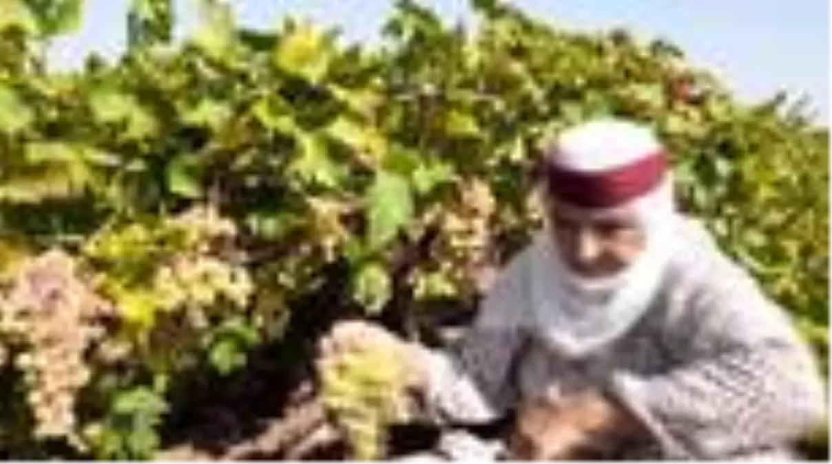 Bağcılık yapan çiftçiler bağ bozumuna başladı