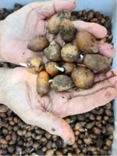 Bankacılığı bırakıp salep üretmeye başladı! Kilosunu 500 liraya satıyor Bankacılığı bırakıp salep üretmeye başladı! Kilosunu 500 liraya satıyor