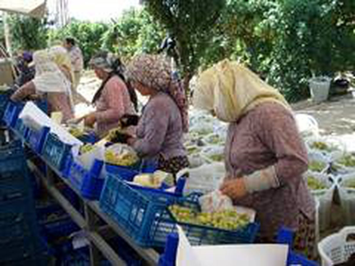 Denizli'de 354 bin 185 dekara dikilen üzümüm hasadı devam ediyor
