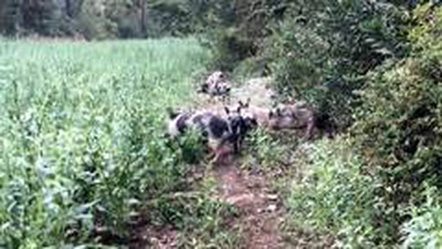 Bölgeye huzur vermeyen domuzlar, mahalleliyi çileden çıkardı