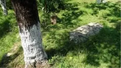 Gürcü asıllı vatandaşların yaşadığı mahallede farklı bir gelenek: 'Namaz taşı' Gürcü asıllı vatandaşların yaşadığı mahallede farklı bir gelenek: 'Namaz taşı'