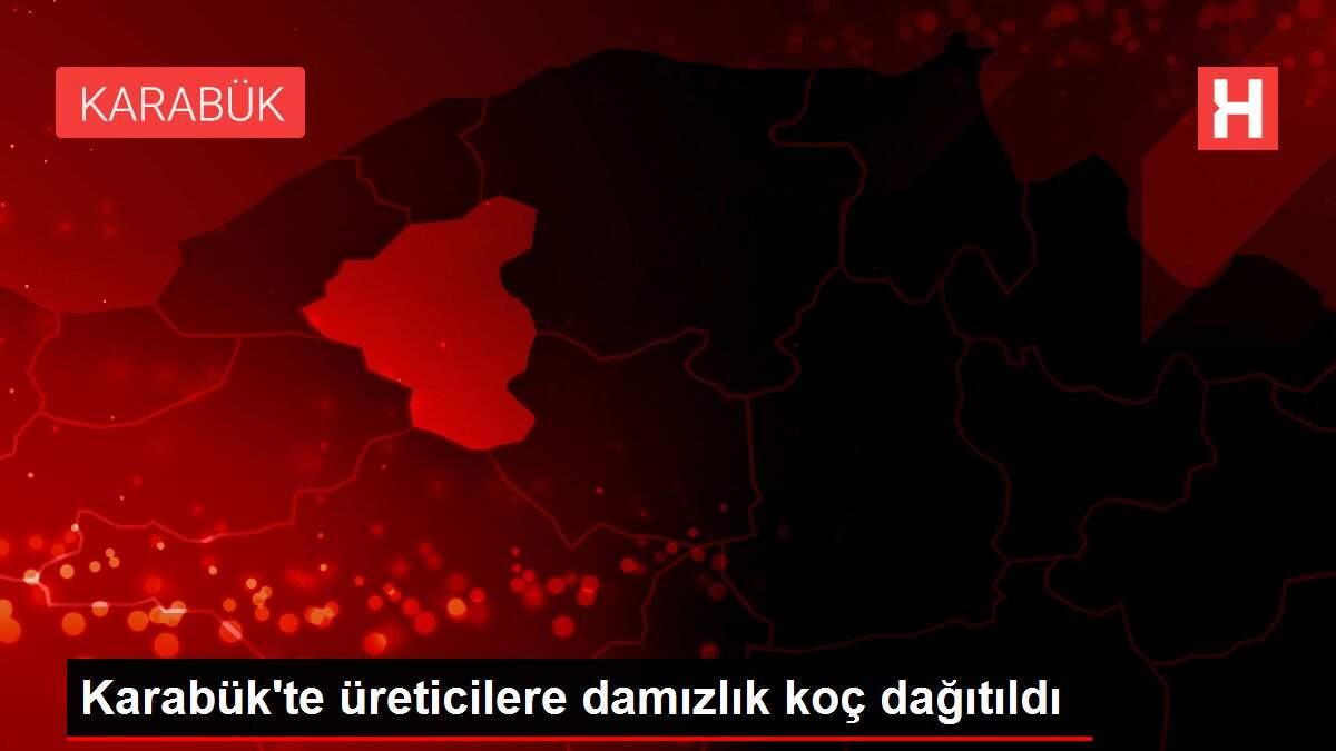 Karabük'te üreticilere damızlık koç dağıtıldı Karabük'te üreticilere damızlık koç dağıtıldı
