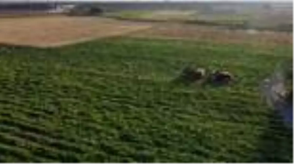 Kırkağaç'taki kavun üreticileri, dış pazara açılmak istiyor