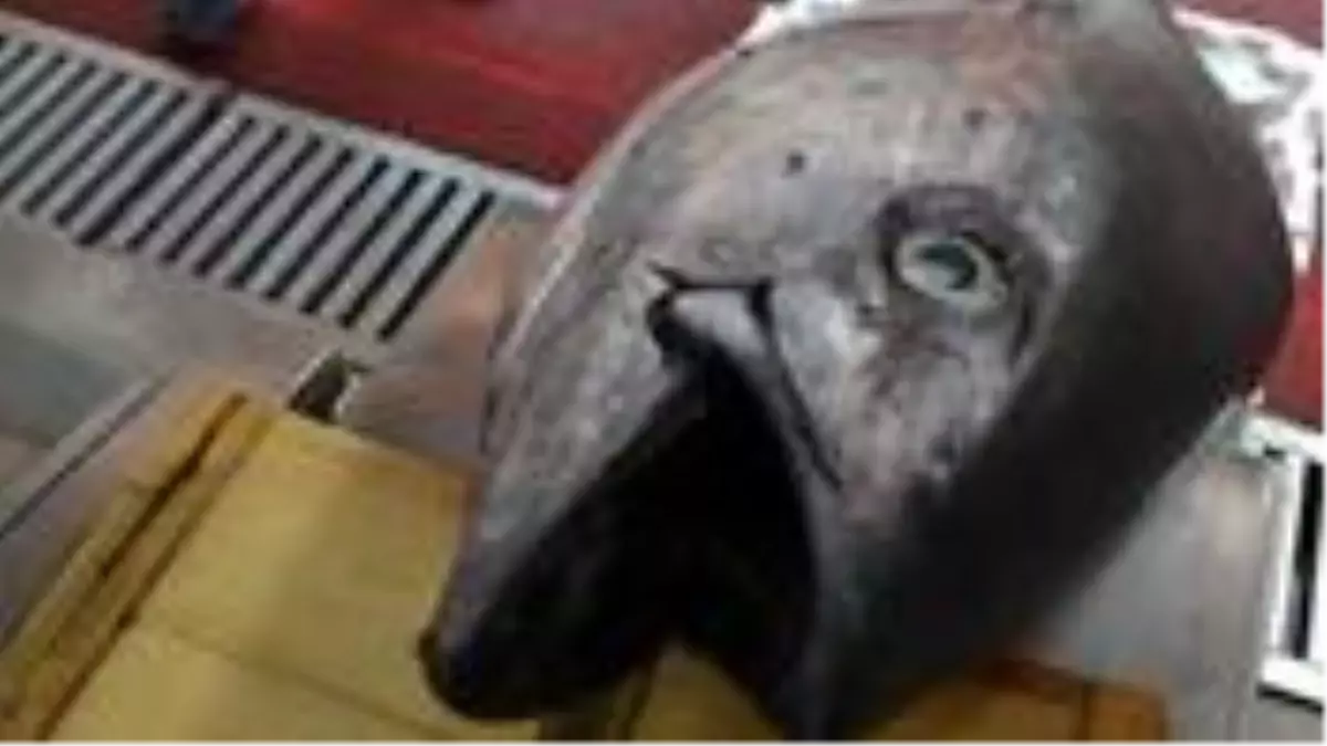 Lüleburgaz'da 100 kilogramlık orkinos vatandaşların ilgi odağı oldu