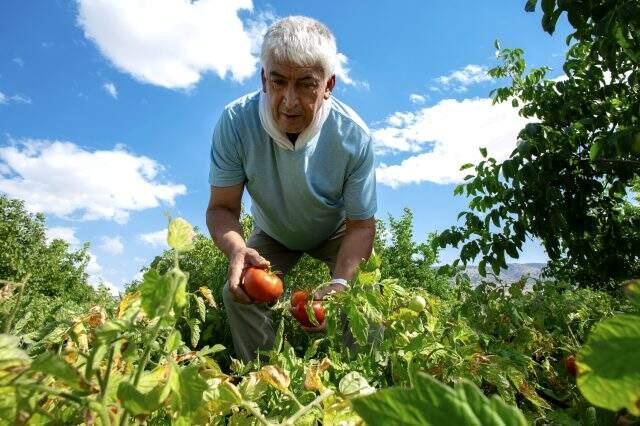 Mühendisliği bırakıp bu işe girdi! Sandıkta bulduğu asırlık Ayaş domatesi tohumuyla dünyaya açılıyor Mühendisliği bırakıp bu işe girdi! Sandıkta bulduğu asırlık Ayaş domatesi tohumuyla dünyaya açılıyor