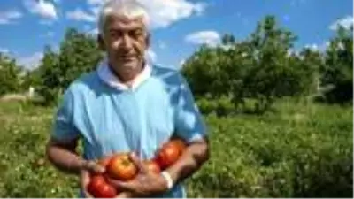 Sandıkta bulduğu asırlık Ayaş domatesi tohumu hayatını değiştirdi! Bir domatesten 30 TL kazanıyor Sandıkta bulduğu asırlık Ayaş domatesi tohumu hayatını değiştirdi! Bir domatesten 30 TL kazanıyor