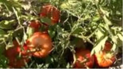 Sandıkta bulduğu asırlık Ayaş domatesi tohumu hayatını değiştirdi! Bir domatesten 30 TL kazanıyor Sandıkta bulduğu asırlık Ayaş domatesi tohumu hayatını değiştirdi! Bir domatesten 30 TL kazanıyor