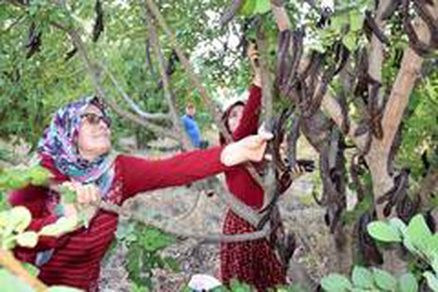 Keçiboynuzu hasadı için 10 yıl bekledi! Şimdi pekmezinin kilosunu 50 liradan satıyor