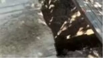 Son dakika haberi! Kayısı bahçesinde kazı yapan definecilere maske cezası da kesildi Son dakika haberi! Kayısı bahçesinde kazı yapan definecilere maske cezası da kesildi