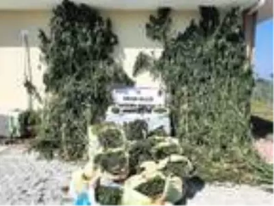 Samsun'da 147 kilo esrar ele geçirildi: 14 gözaltı Samsun'da 147 kilo esrar ele geçirildi: 14 gözaltı