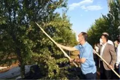 Vali Çuhadar badem hasadına katıldı Vali Çuhadar badem hasadına katıldı