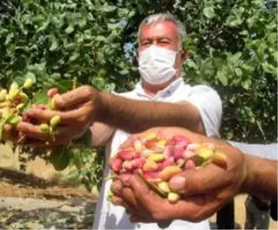 Antep fıstığının kilosunun 60 TL'den 30 TL'ye düşmesi üreticiyi mağdur etti Antep fıstığının kilosunun 60 TL'den 30 TL'ye düşmesi üreticiyi mağdur etti