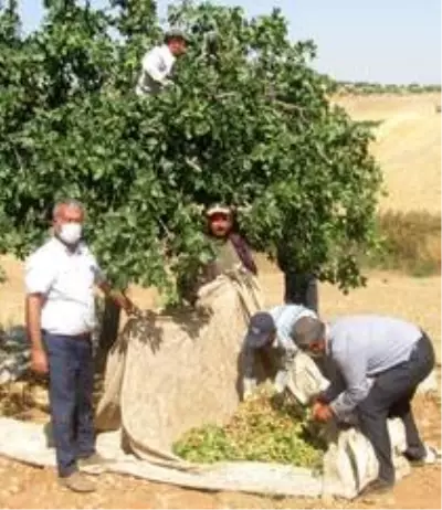 Antep fıstığının kilosunun 60 TL'den 30 TL'ye düşmesi üreticiyi mağdur etti Antep fıstığının kilosunun 60 TL'den 30 TL'ye düşmesi üreticiyi mağdur etti