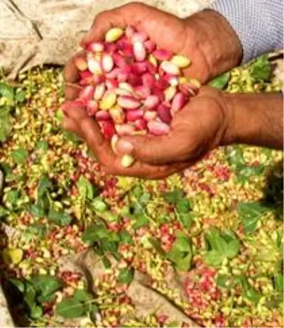 Antep fıstığının kilosunun 60 TL'den 30 TL'ye düşmesi üreticiyi mağdur etti Antep fıstığının kilosunun 60 TL'den 30 TL'ye düşmesi üreticiyi mağdur etti