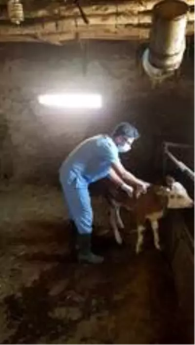 Denizli'de sonbahar şap aşılama kampanyası başladı Denizli'de sonbahar şap aşılama kampanyası başladı