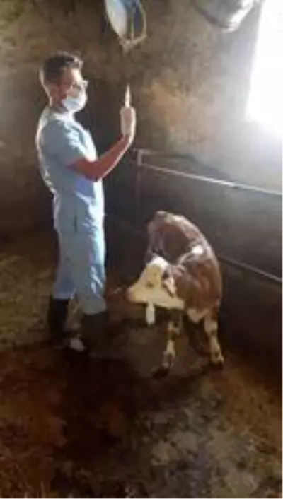 Denizli'de sonbahar şap aşılama kampanyası başladı Denizli'de sonbahar şap aşılama kampanyası başladı