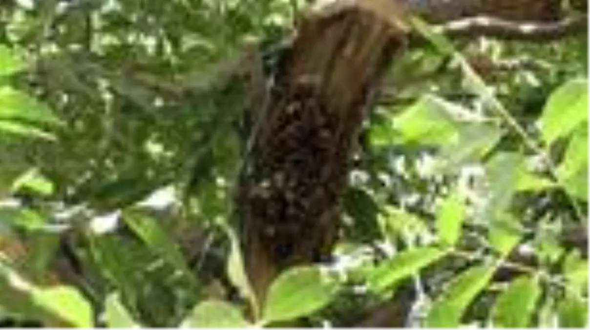 Kars'ta firari arılar şehir merkezine indi