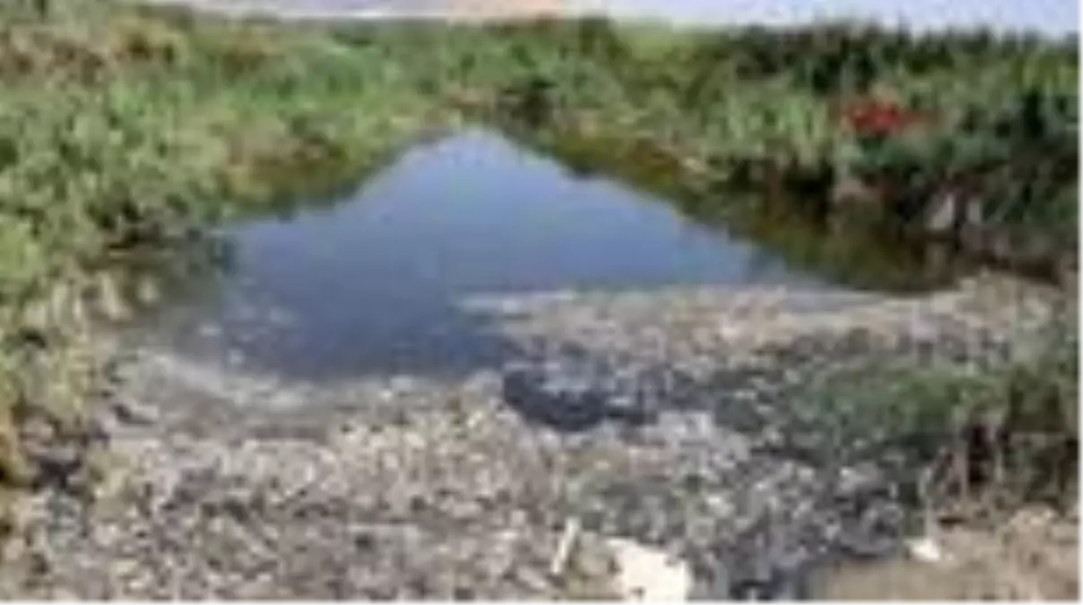 Oksijensizlikten binlerce balık öldü