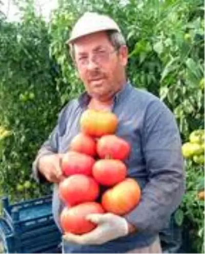 Organik yetiştirilen domatesler 1 kilo geliyor Organik yetiştirilen domatesler 1 kilo geliyor