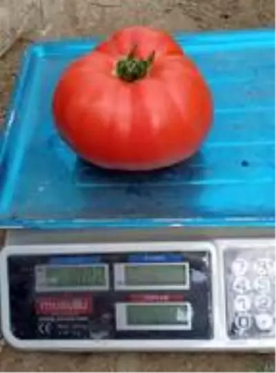Organik yetiştirilen domatesler 1 kilo geliyor Organik yetiştirilen domatesler 1 kilo geliyor