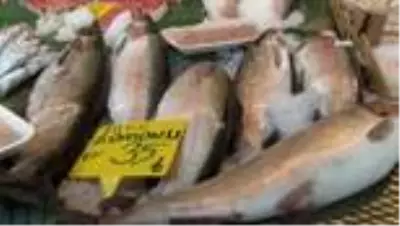 Tezgahlarda balık bolluğu