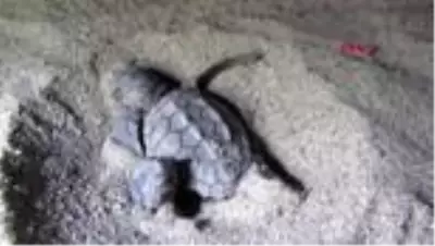 AYDIN Kuşadası'nda 29 caretta caretta yavrusu denizle buluştu AYDIN Kuşadası'nda 29 caretta caretta yavrusu denizle buluştu