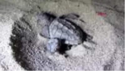 AYDIN Kuşadası'nda 29 caretta caretta yavrusu denizle buluştu AYDIN Kuşadası'nda 29 caretta caretta yavrusu denizle buluştu