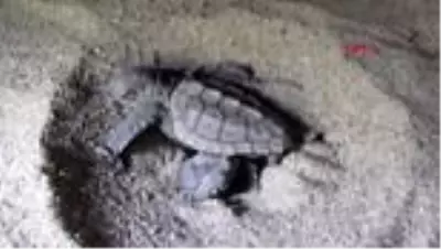 AYDIN Kuşadası'nda 29 caretta caretta yavrusu denizle buluştu AYDIN Kuşadası'nda 29 caretta caretta yavrusu denizle buluştu