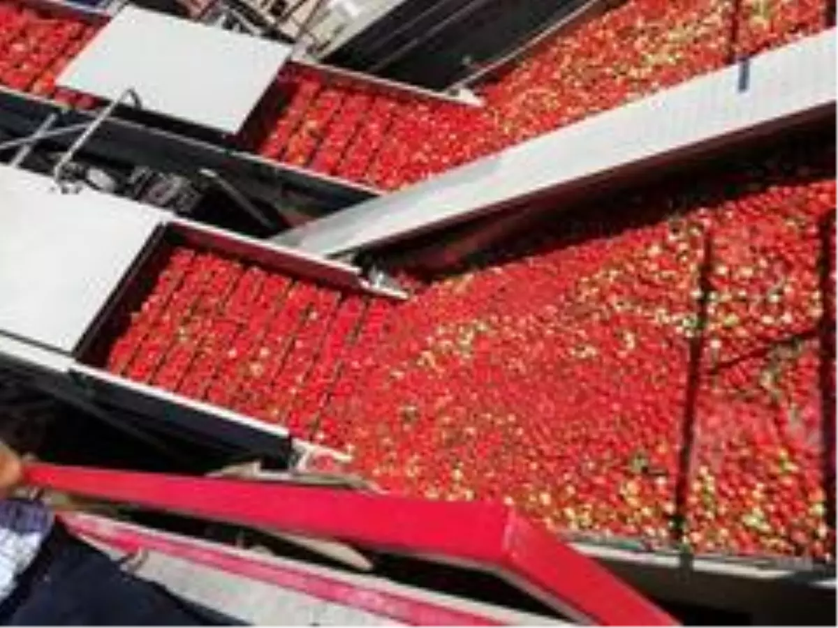 Bergama'da salça fabrikalarına denetim