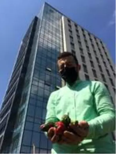 Yerli otomobilin merkez üssünün de bulunduğu Kocaeli'deki Bilişim Vadisi'nin çatısında organik tarım yapılıyor Yerli otomobilin merkez üssünün de bulunduğu Kocaeli'deki Bilişim Vadisi'nin çatısında organik tarım yapılıyor