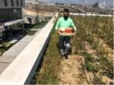 Yerli otomobilin merkez üssünün de bulunduğu Kocaeli'deki Bilişim Vadisi'nin çatısında organik tarım yapılıyor Yerli otomobilin merkez üssünün de bulunduğu Kocaeli'deki Bilişim Vadisi'nin çatısında organik tarım yapılıyor