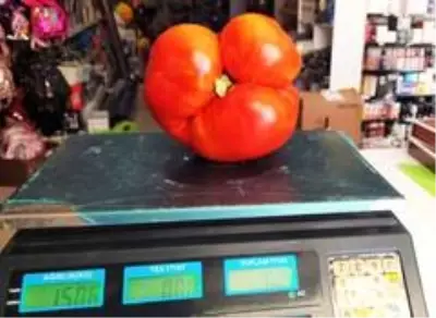 Kütahyalı çiftçi, 1,5 kilogram ağırlığında domates yetiştirdi