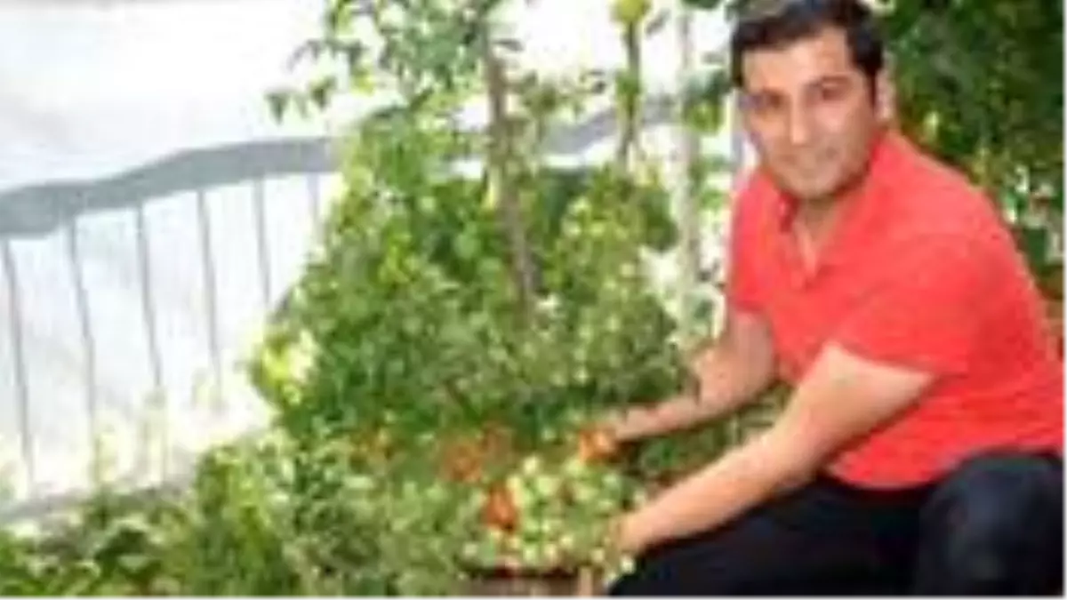 Bu domates bildiklerinizden çok farklı! Bir kökten yüzün üzerinde ürün veriyor