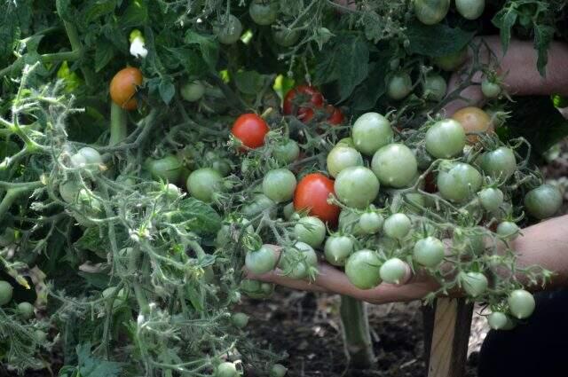 Bu domates bildiklerinizden çok farklı! Bir kökten yüzün üzerinde ürün veriyor